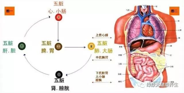 通草的功效与作用能通输卵管堵塞,专业执行问题_尊贵款76.172